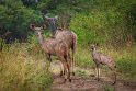 047 Tala Game Reserve, Zuid-Afrika